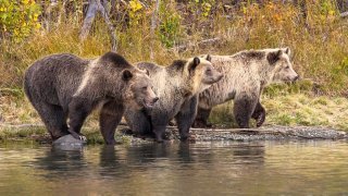 Trois Grizzlis